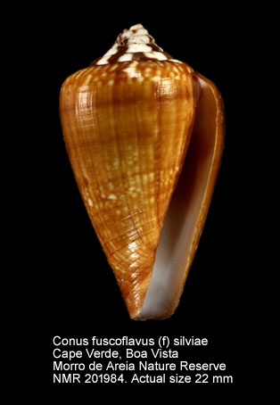 Conus fuscoflavus (f) silviae.jpg - Conus fuscoflavus (f) silviae (T.Cossignani,2014)